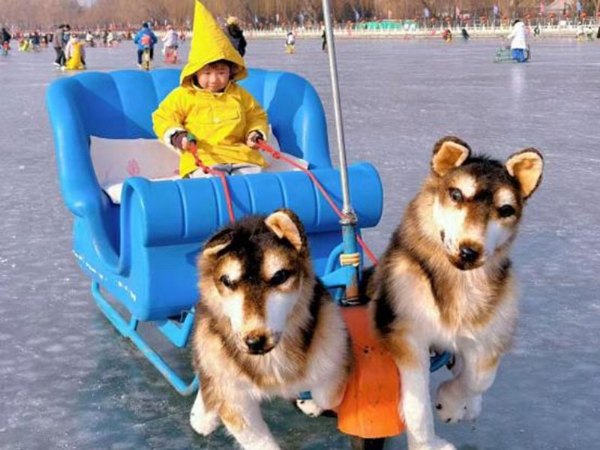 Ski Cart